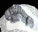 Bargain, Gerastos Trilobite Fossil - Morocco #57637-2